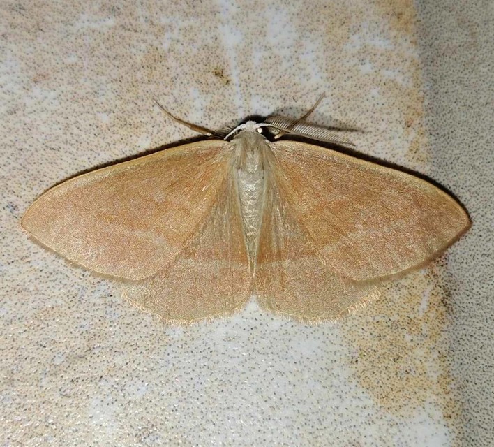 Hylaea fasciaria - erdeifenyő-sávosaraszoló