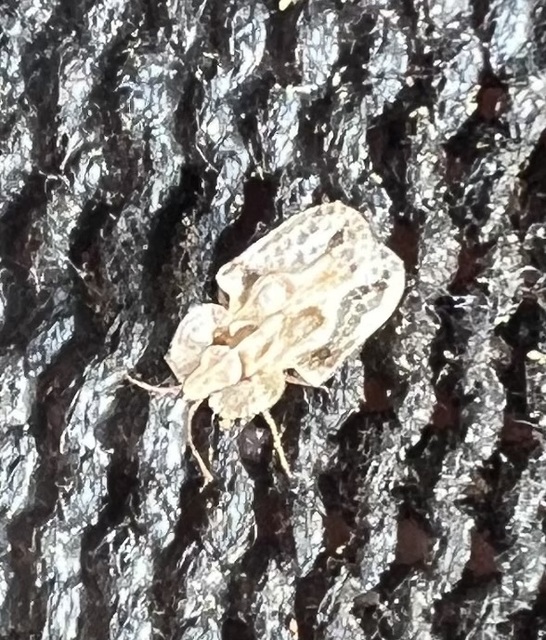 Corythucha arcuata - tölgy-csipkéspoloska