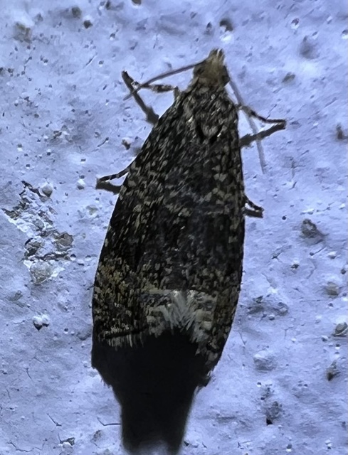 Celypha lacunana - vízparti tükrösmoly