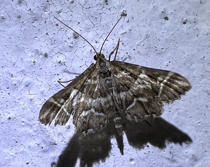 Diasemia reticularis - betűmintás tűzmoly