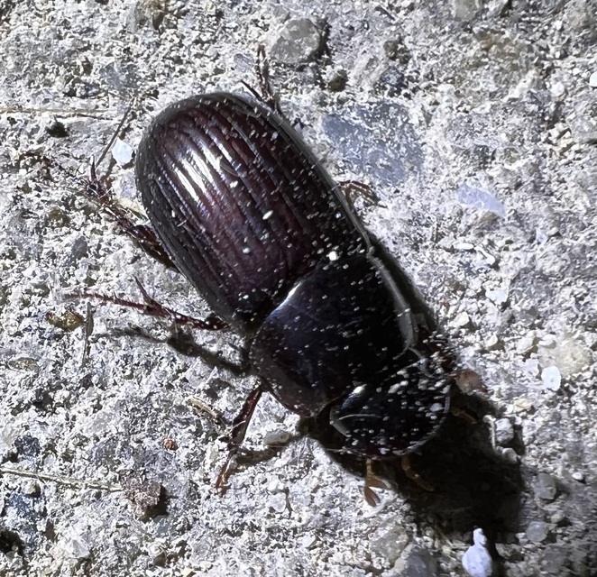 Aphodius rufipes - vörösbarna trágyabogár