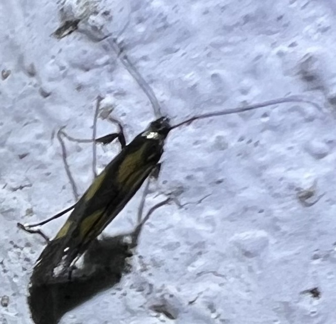 Euspilapteryx auroguttella - orbáncfű-keskenymoly