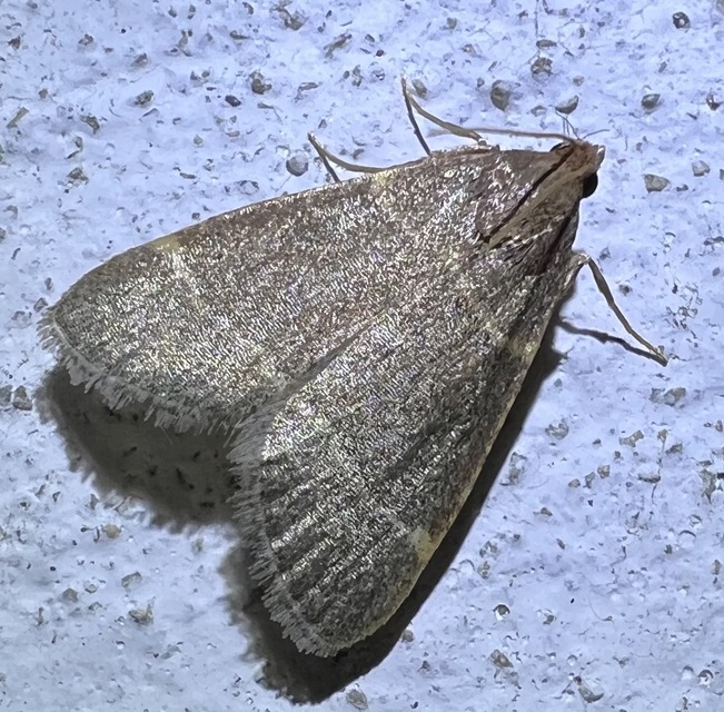 Hypsopygia glaucinalis - rezes fényilonca