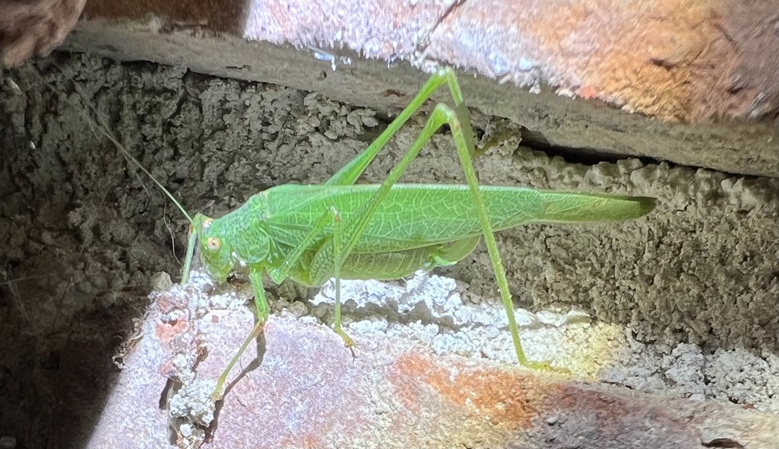 Phaneroptera nana - pontozott repülőszöcske