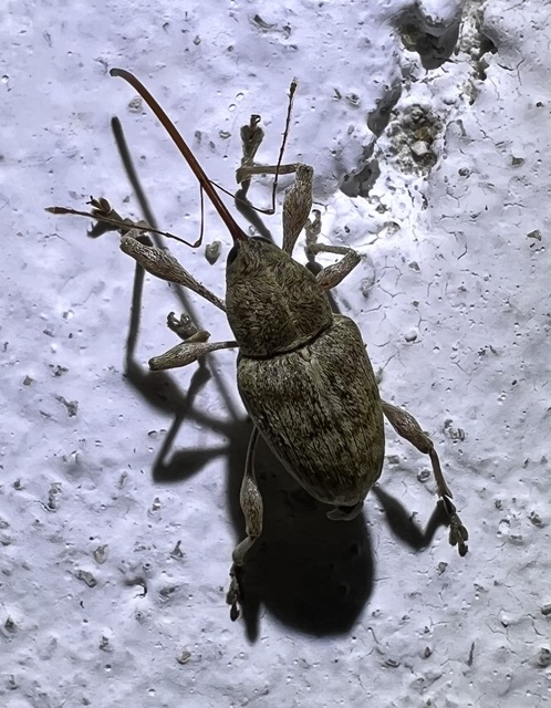 Curculio elephas - gesztenyezsuzsóka