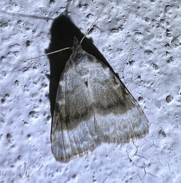 Meganola albula - fehér pamacsosszövő