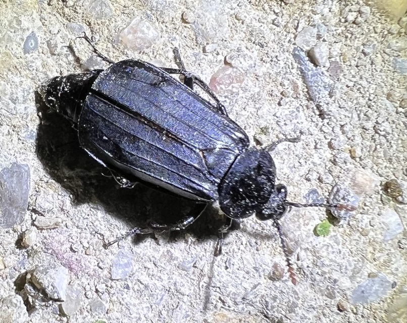 Necrodes littoralis - nagy dögbogár
