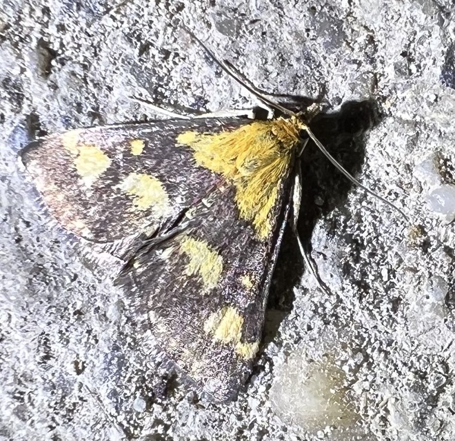 Pyrausta purpuralis - közönséges bíbormoly