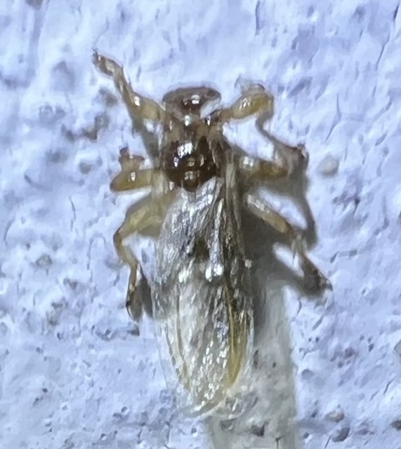 Hippoboscidae - kullancslegyek
