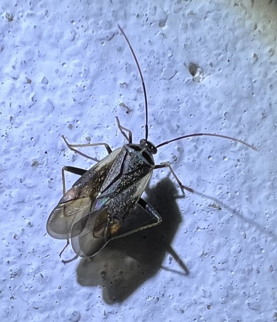Adelphocoris seticornis - szegélyes mezeipoloska