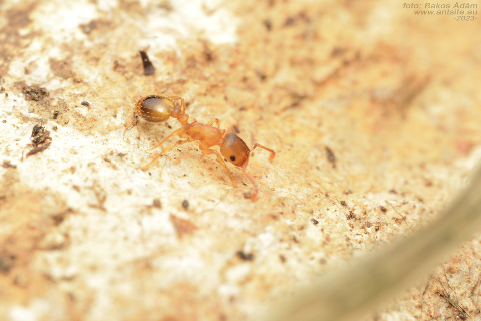 Temnothorax crassispinus - gubacslakó kéreghangya