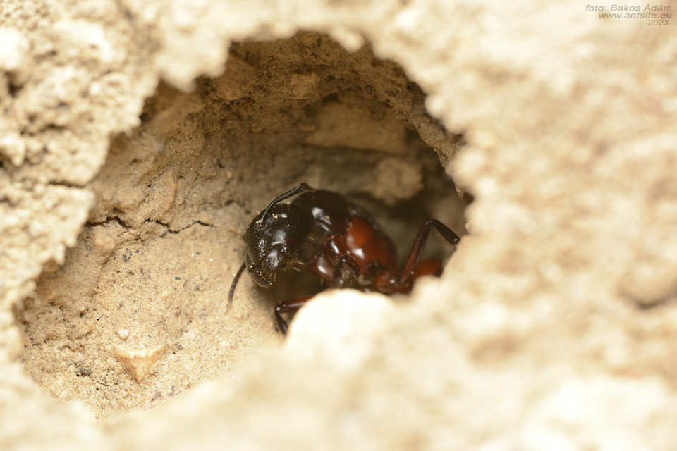Camponotus ligniperda - faodvasító lóhangya