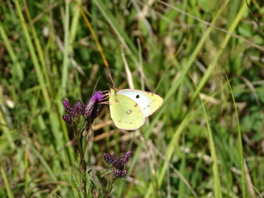 Colias alfacariensis - déli kéneslepke