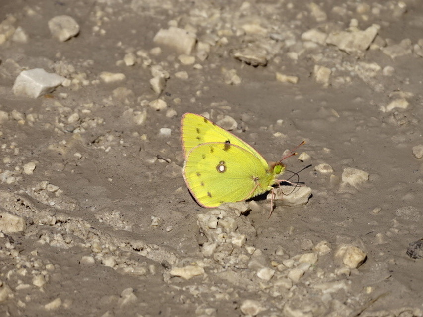 Colias erate - csángó-kéneslepke
