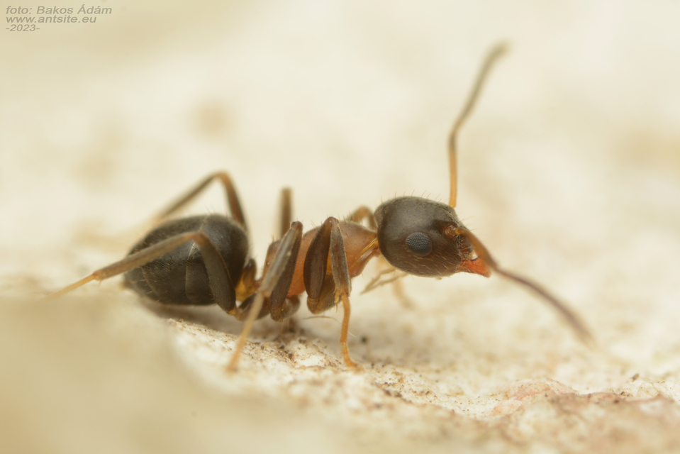 Lasius brunneus - rozsdáshátú feketehangya