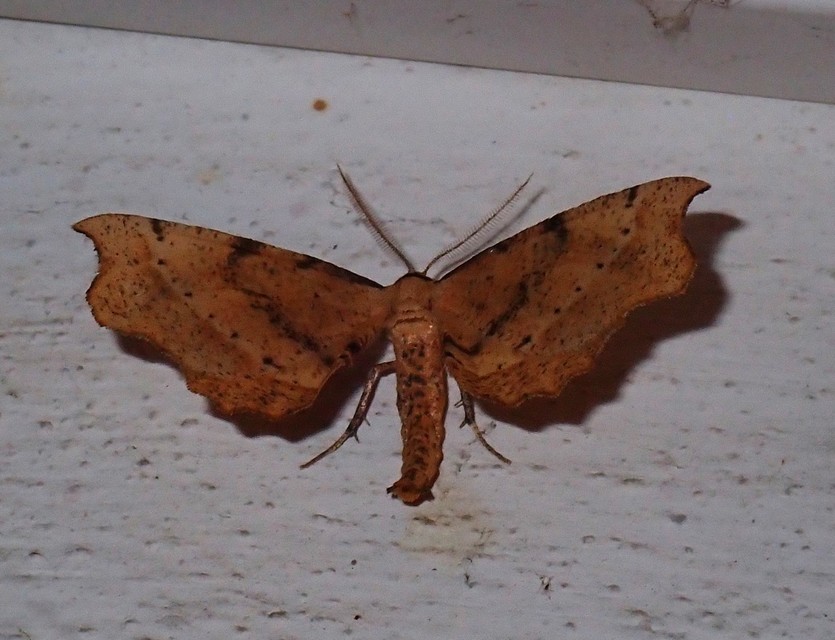 Artiora evonymaria - kecskerágó-araszoló