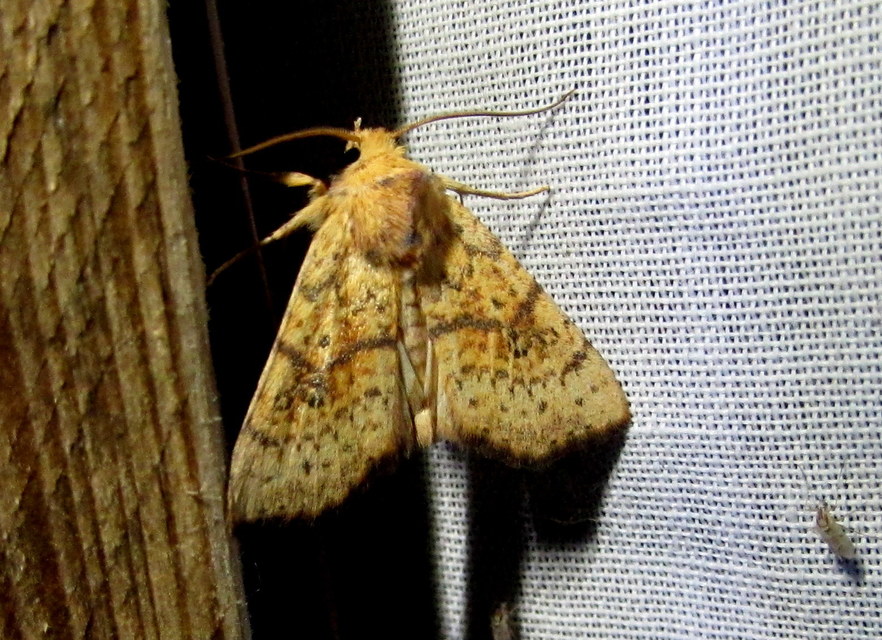 Tiliacea sulphurago - kénes sárgabagoly