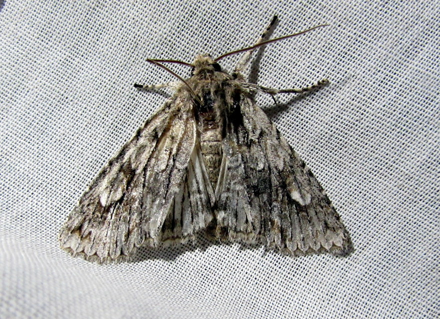 Meganephria bimaculosa - kétfoltos szilbagoly
