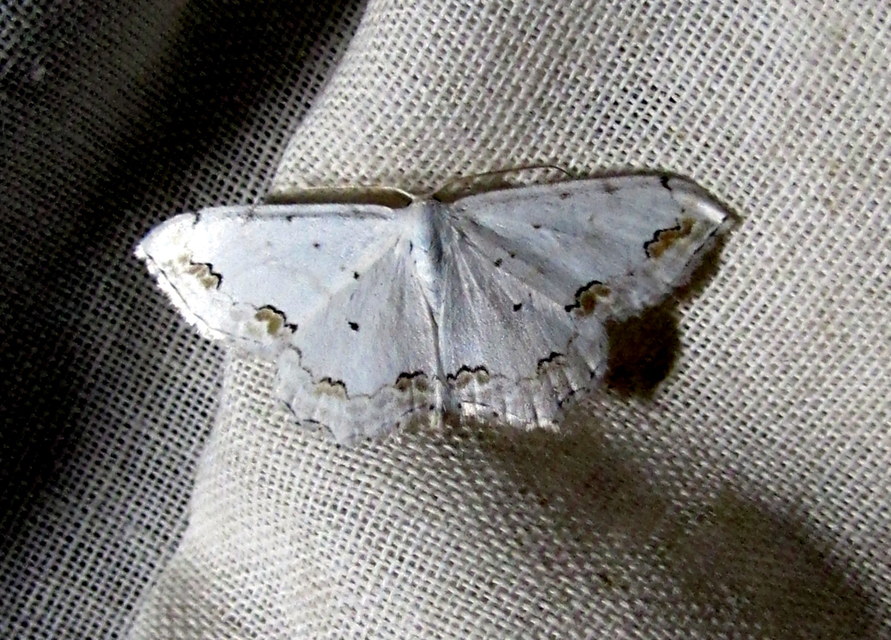 Scopula ornata - díszes fehéraraszoló