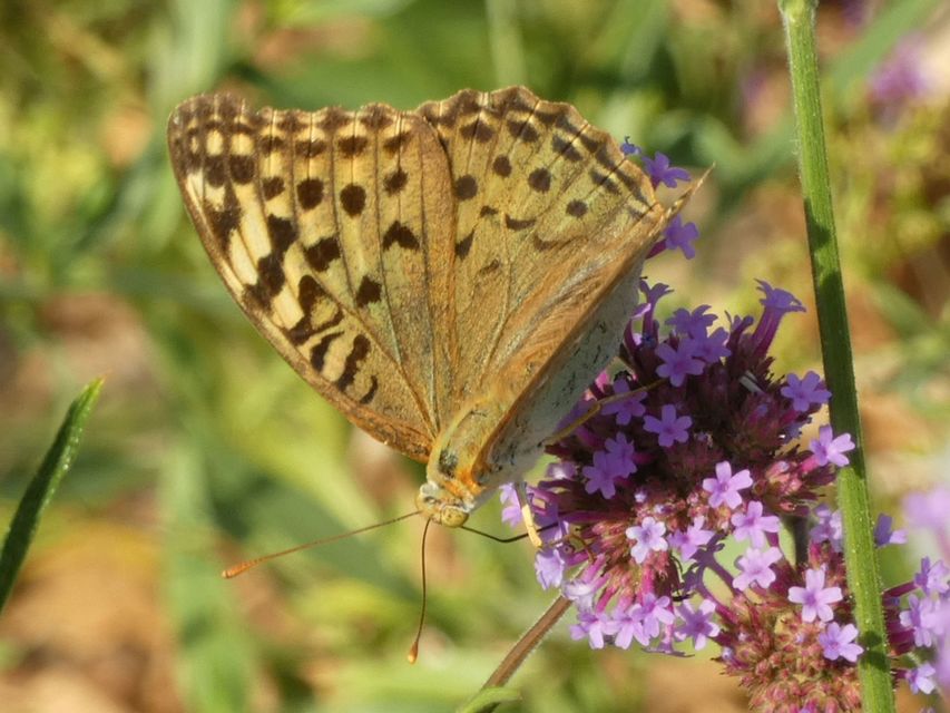 Argynnis pandora - zöldes gyöngyházlepke