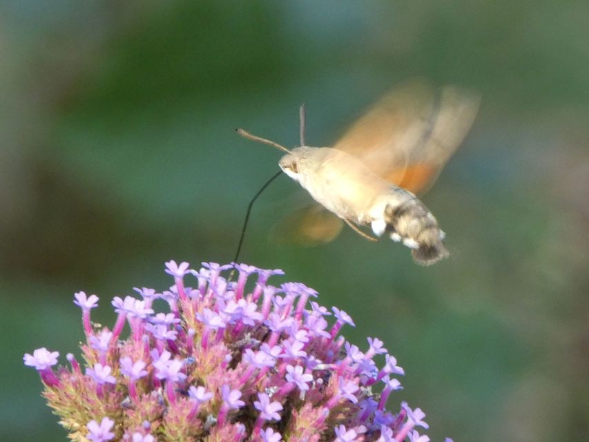 Macroglossum stellatarum - kacsafarkú szender