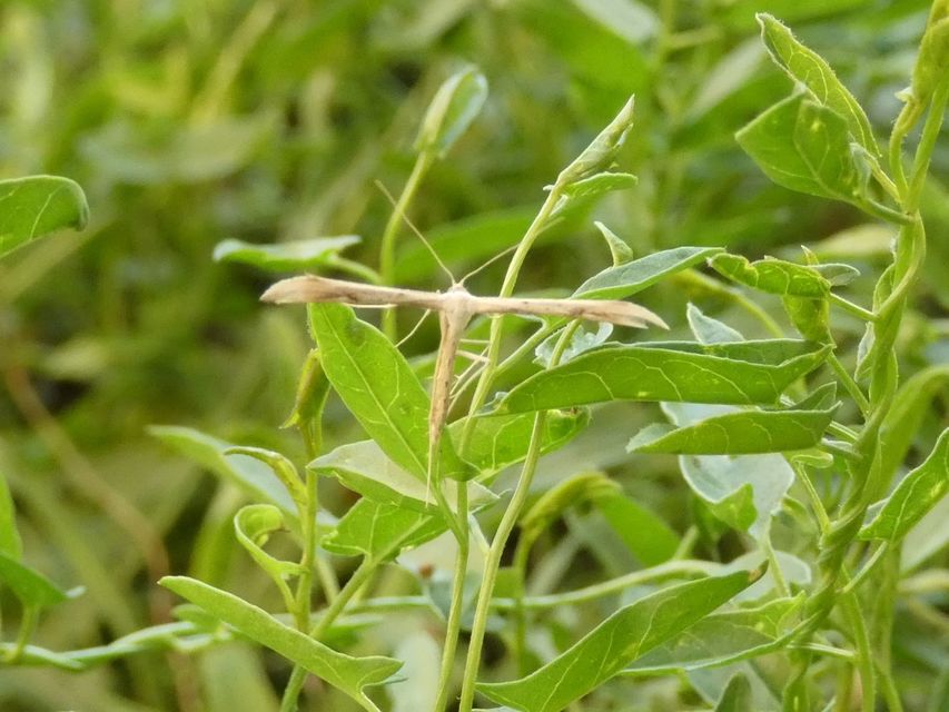 Pterophoridae - tollasmolyfélék