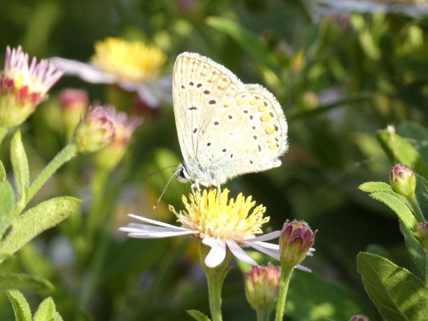 Polyommatus icarus - közönséges boglárka