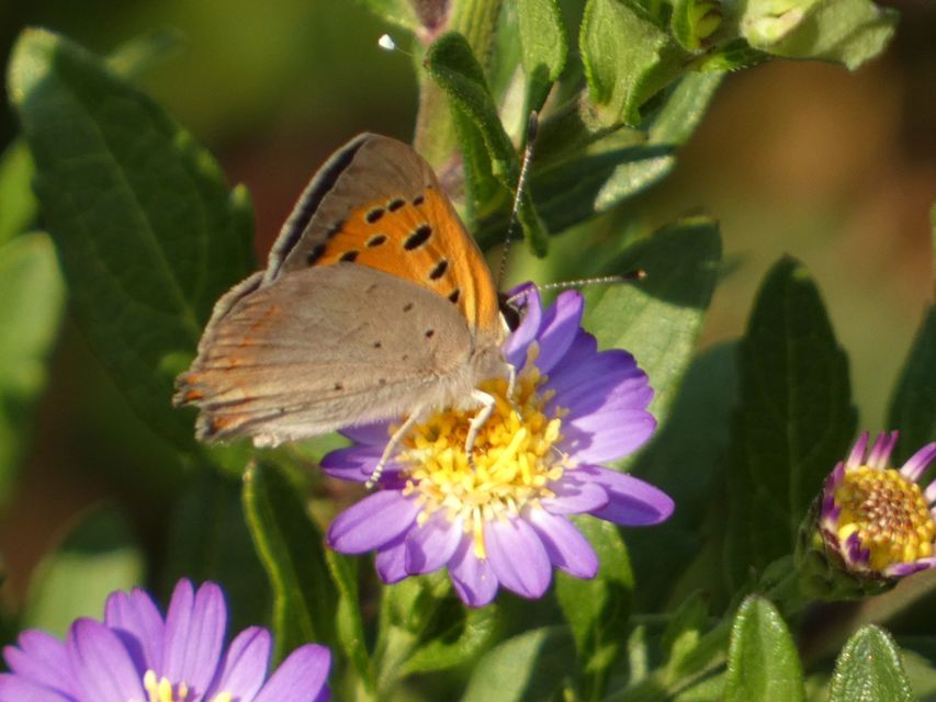 Lycaena phlaeas - közönséges tűzlepke