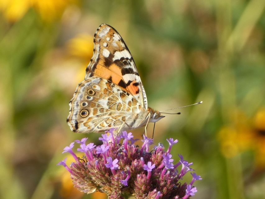 Vanessa cardui - bogáncslepke