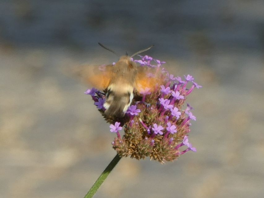 Macroglossum stellatarum - kacsafarkú szender