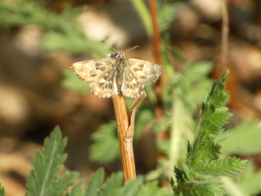 Carcharodus alceae - mályva-busalepke