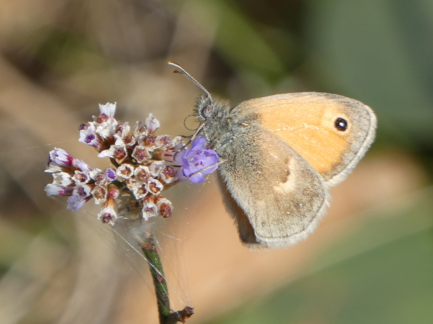 Coenonympha pamphilus - kis szénalepke