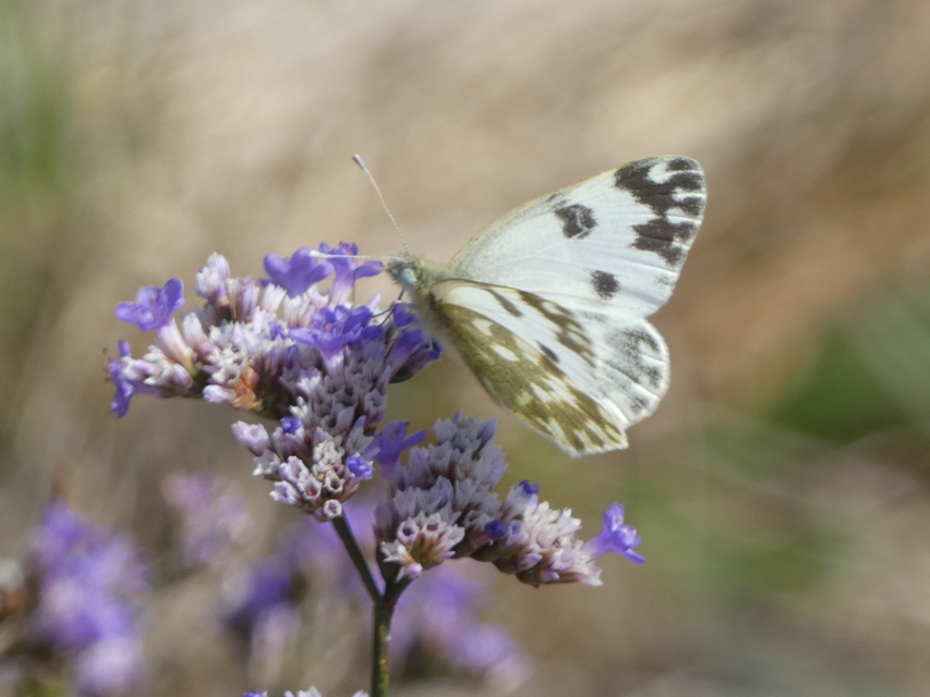 Pontia edusa - rezedalepke