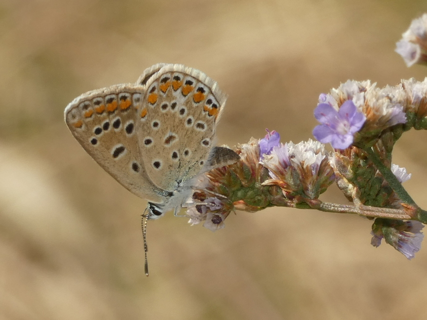 Polyommatus icarus - közönséges boglárka