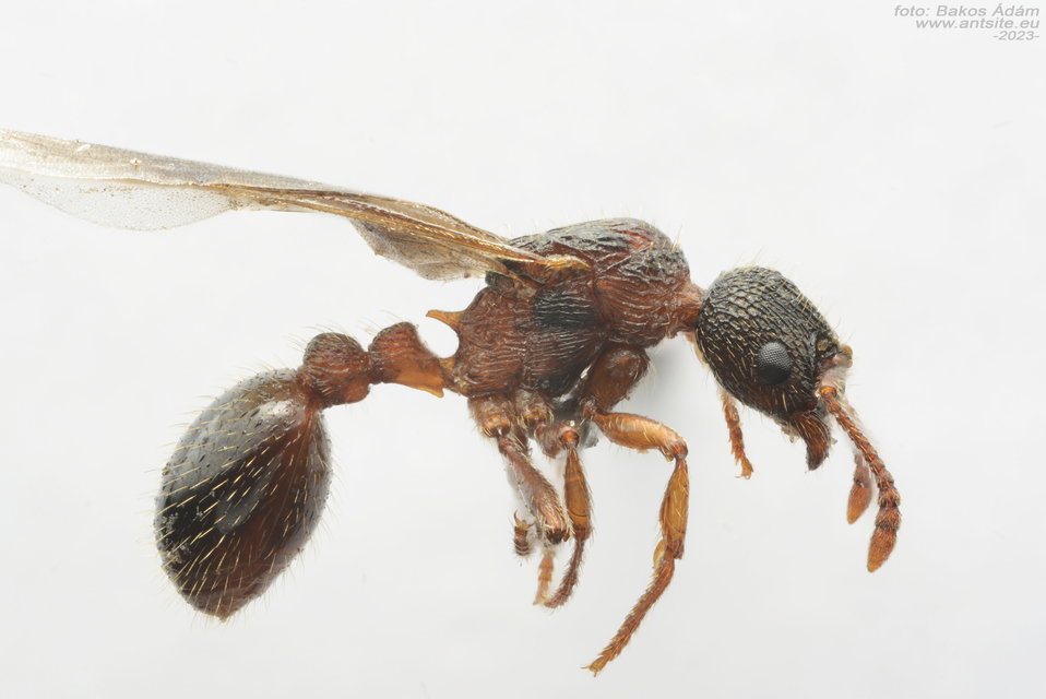 Myrmica schencki - kétszínű bütyköshangya