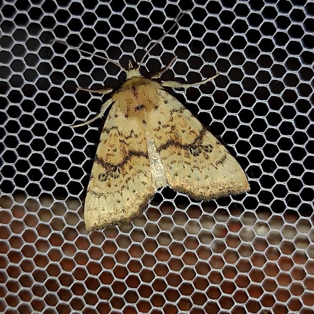 Tiliacea sulphurago - kénes sárgabagoly