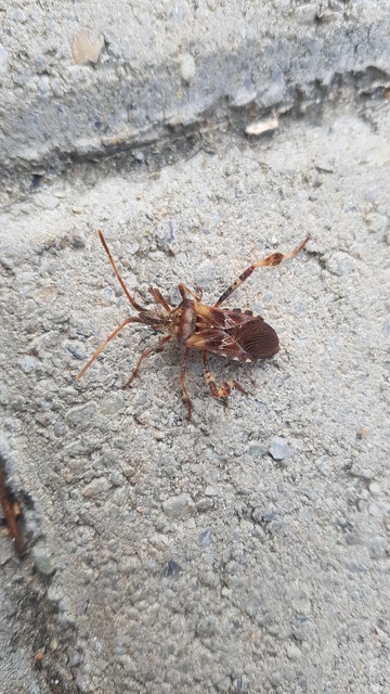 Leptoglossus occidentalis - nyugati levéllábú poloska