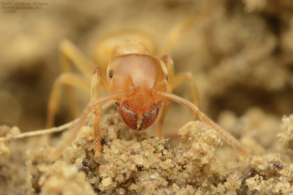 Lasius myops - ligeti borostyánhangya