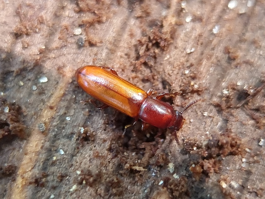 Corticeus unicolor - egyszínű kéregbújó