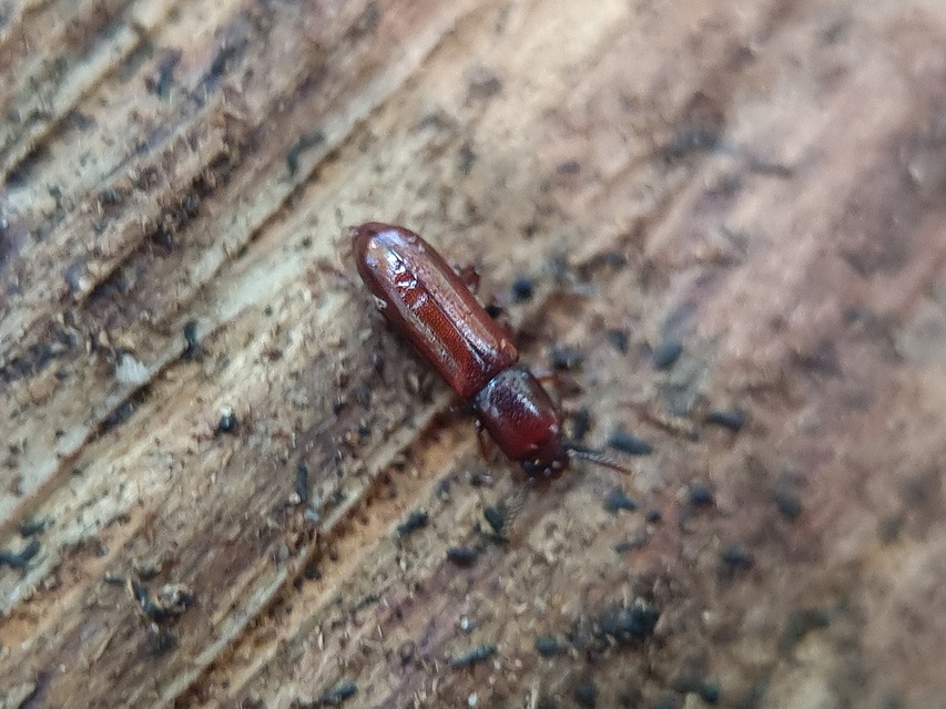 Corticeus unicolor - egyszínű kéregbújó