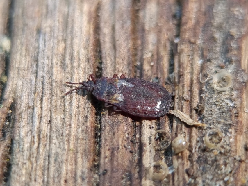 Aneurus