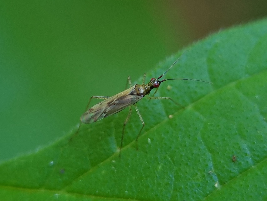 Dicyphus