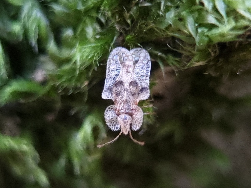 Corythucha arcuata - tölgy-csipkéspoloska
