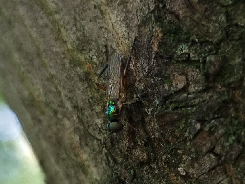 Stratiomyidae - katonalégyfélék