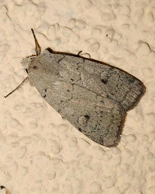 Xestia castanea michaeli - csarabos fűbagoly