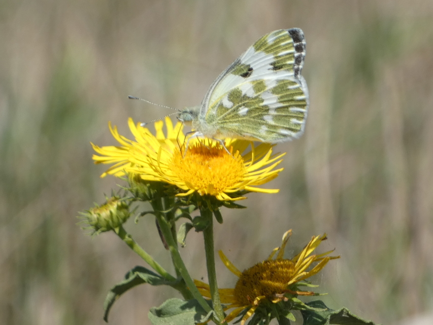 Pontia edusa - rezedalepke