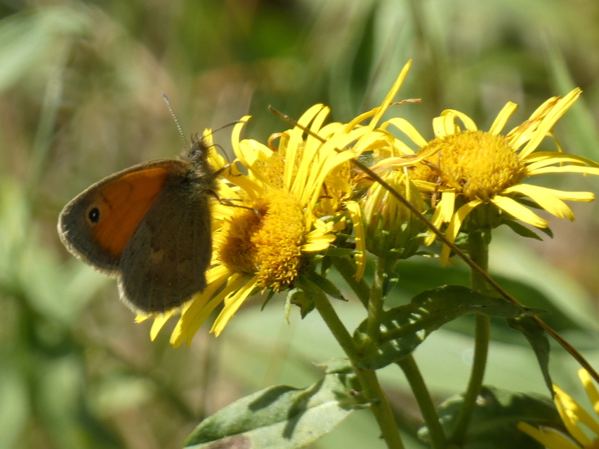 Coenonympha pamphilus - kis szénalepke