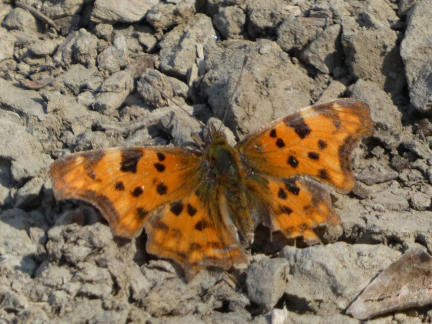 Nymphalis c-album - C-betűs lepke