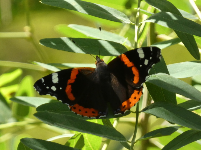 Vanessa atalanta - atalantalepke