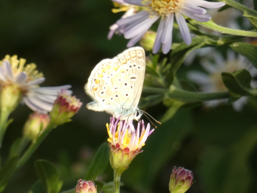 Polyommatus icarus - közönséges boglárka
